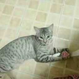 萌宠明星粗乃玩 第三季